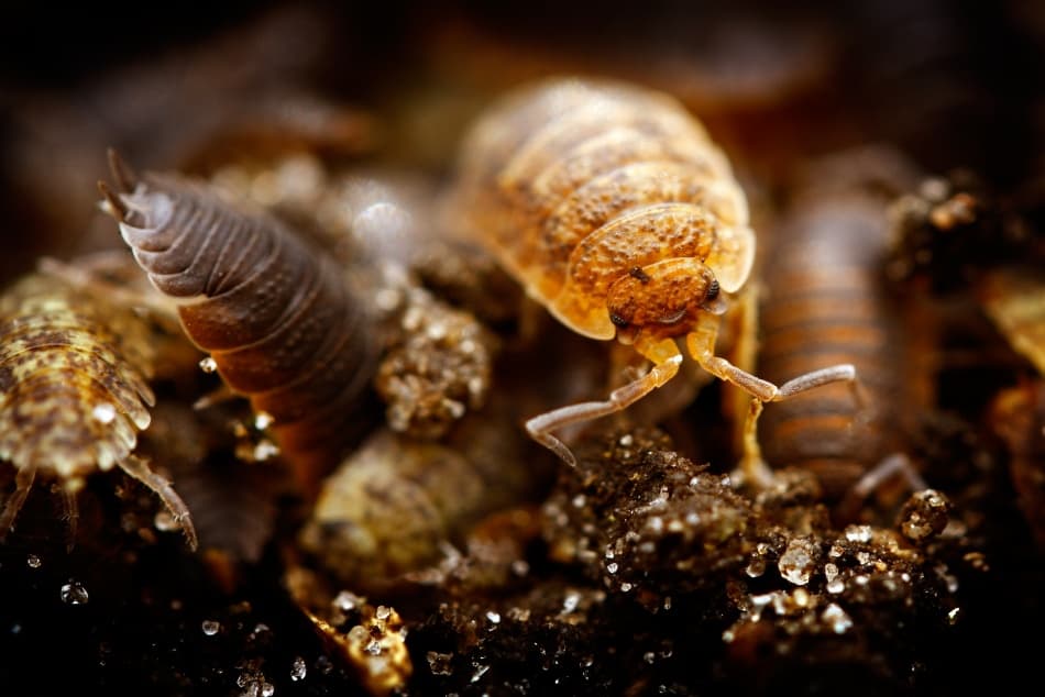 Glistening Woodlice Habitat by Niels Christian Wulff — canvas wall art