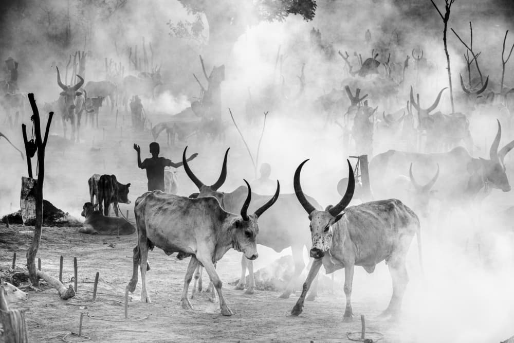 Cattle in Dusty Haze by Trevor Cole — canvas wall art