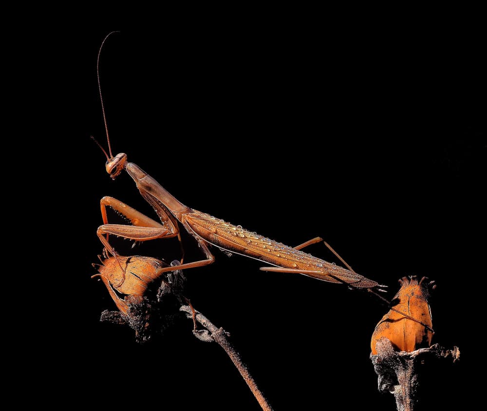 Raindrop Mantis Portrait by Thierry Dufour — canvas wall art