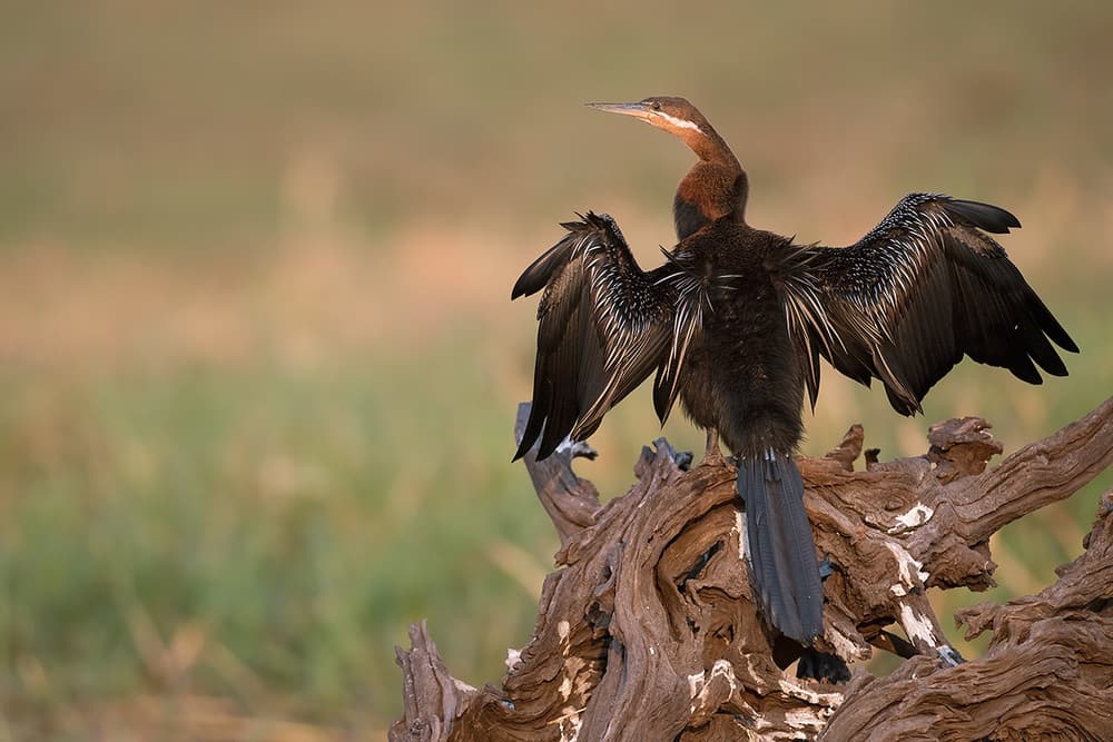 African Darter Drying Wings by Marco Pozzi — canvas wall art