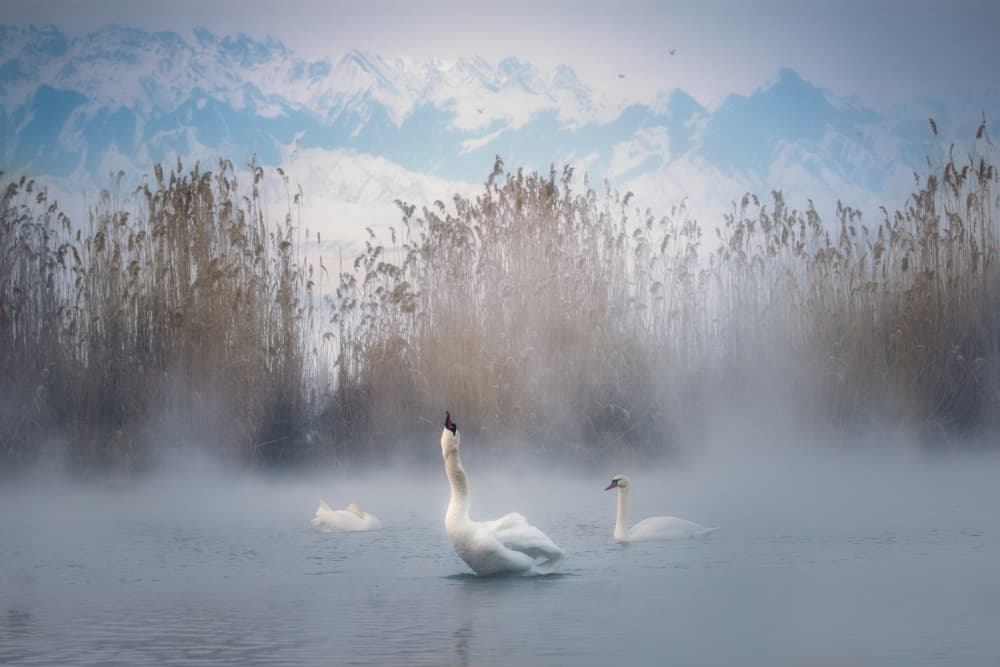 Misty Swans Winter Morning by UU — canvas wall art