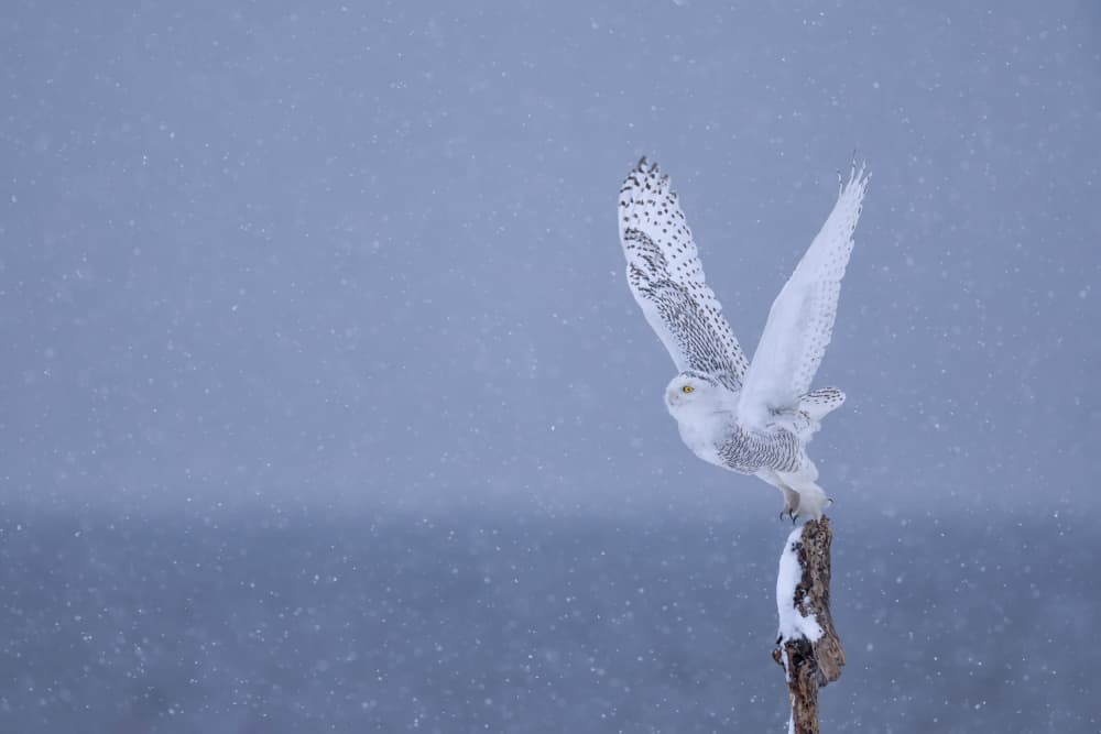 Majestic Snowy Owl Flight by Max Wang — canvas wall art