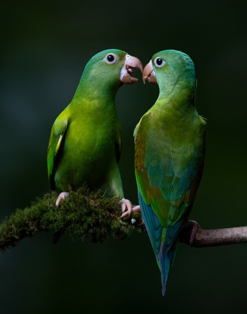 Loving Green Parrots by Joanna W — canvas wall art