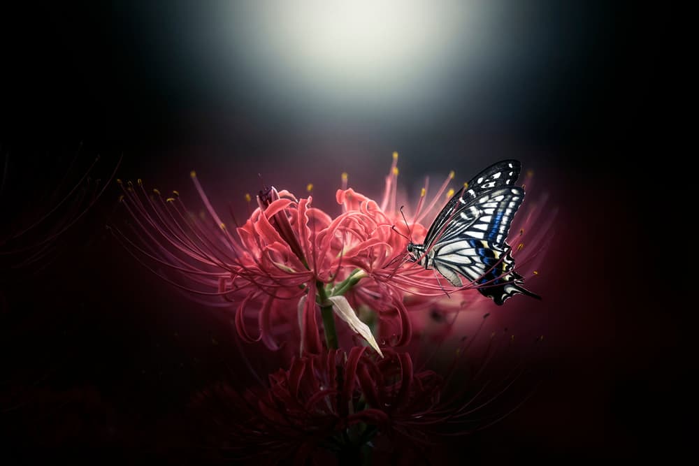 Elegant Lily Butterfly by Takashi Suzuki — canvas wall art