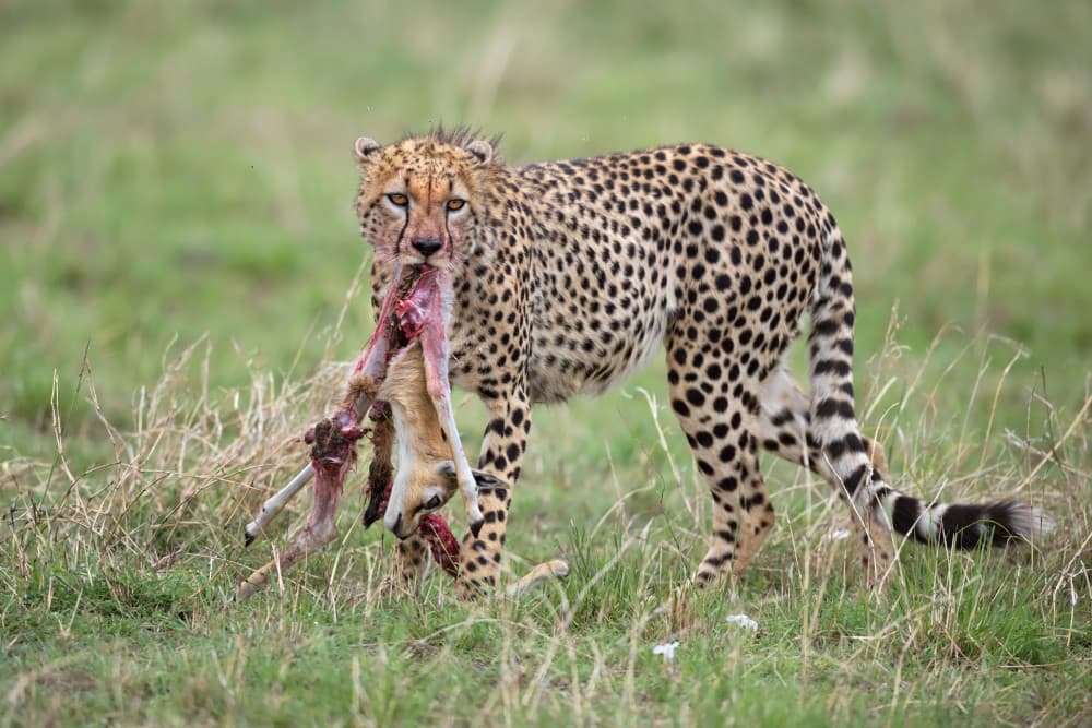 Cheetah With Prey by Marco Pozzi — canvas wall art