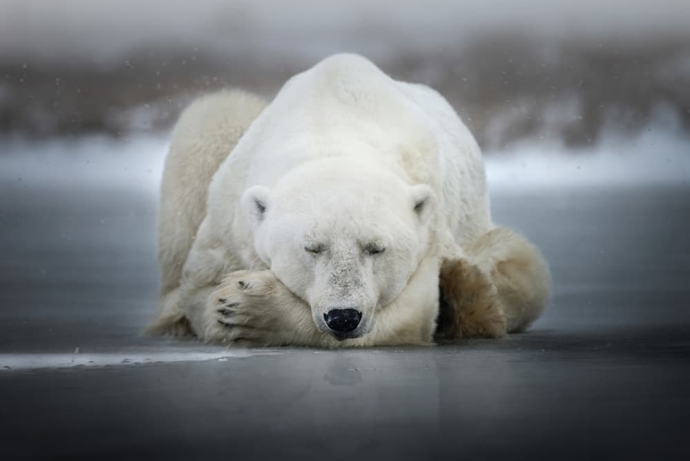 Peaceful Arctic Bear by Alberto Ghizzi Panizza — canvas wall art