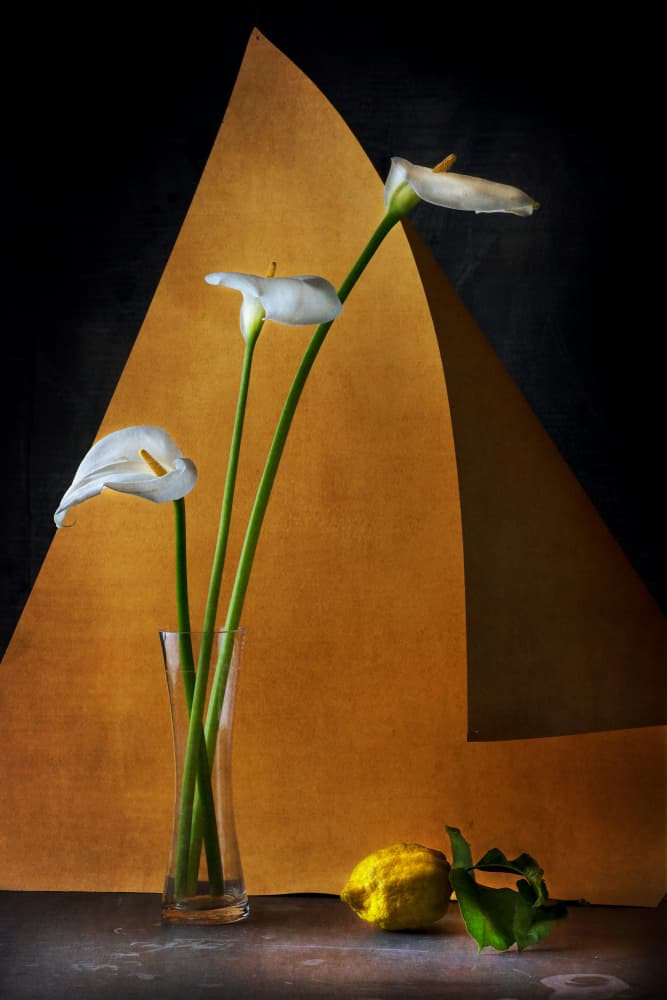 Serene Calla Lilies Still Life by Felice Angelino — canvas wall art