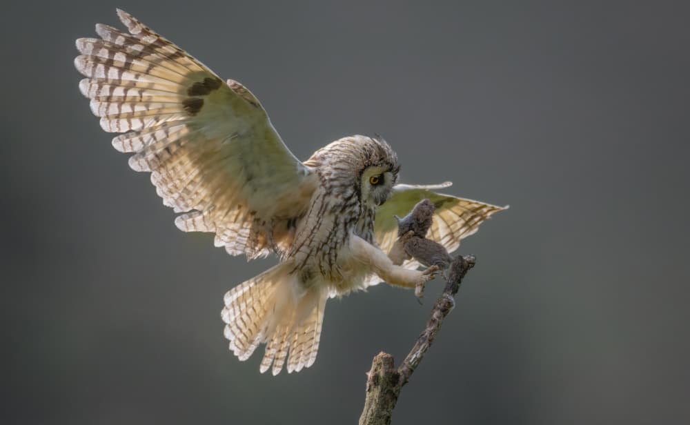 Owl's Hunting Triumph by Max Wang — canvas wall art