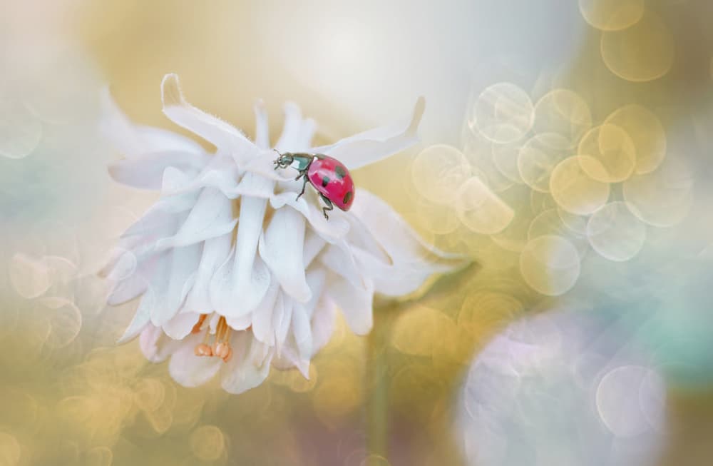 Red Ladybug White Bloom by Jacky Parker — canvas wall art