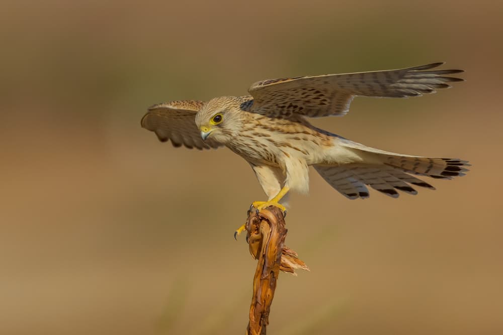 Kestrel Wings Spread by David Manusevich — canvas wall art