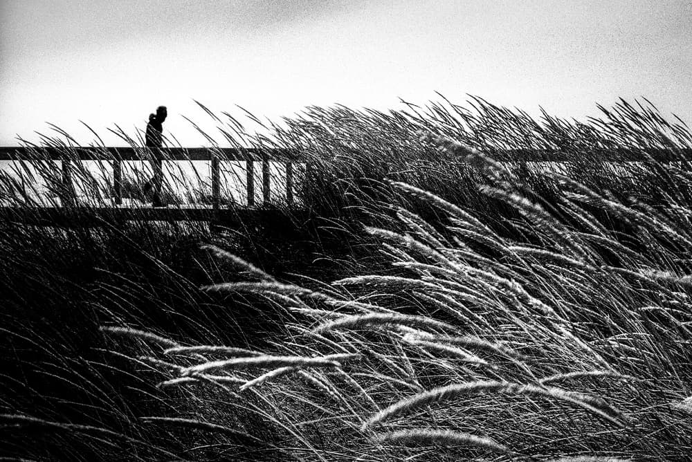 Wind Swept Coastal Path by Paulo Abrantes — canvas wall art