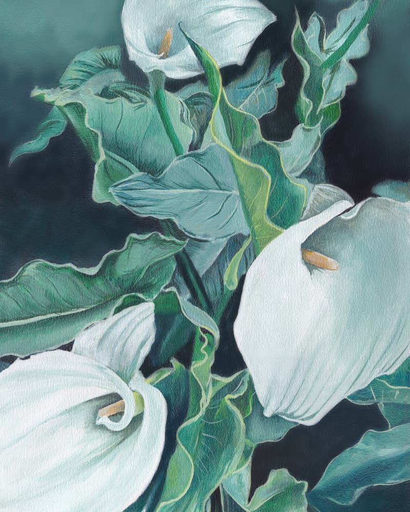 White Calla Lilies by Viccy Wanliss — canvas wall art