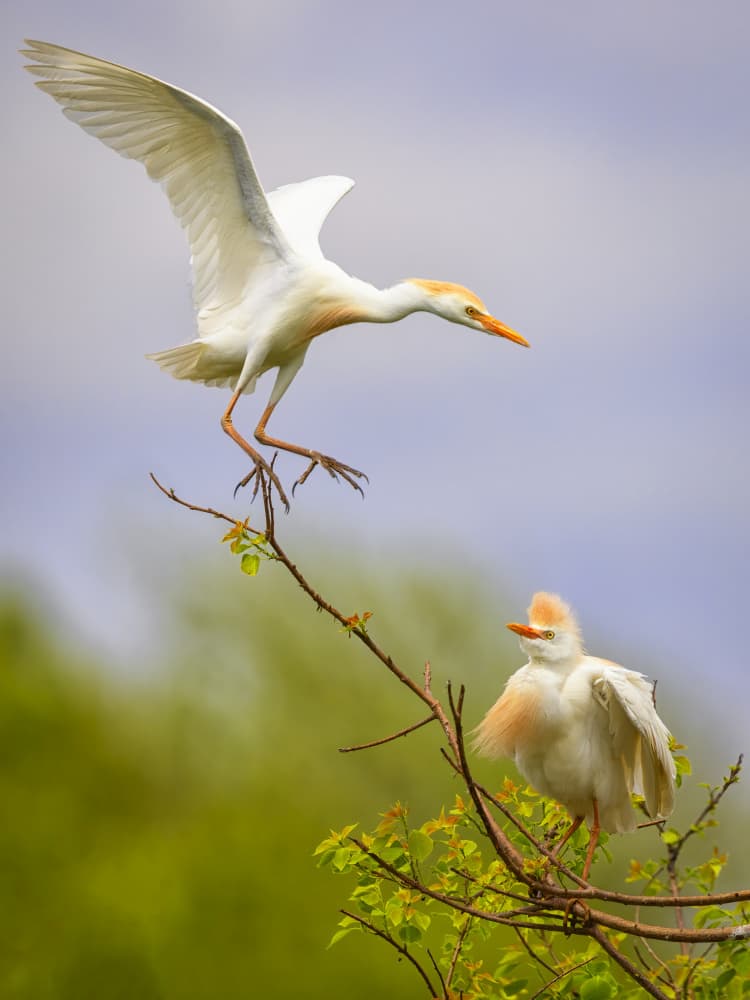 Graceful Egrets Landing by Michael Zheng — canvas wall art