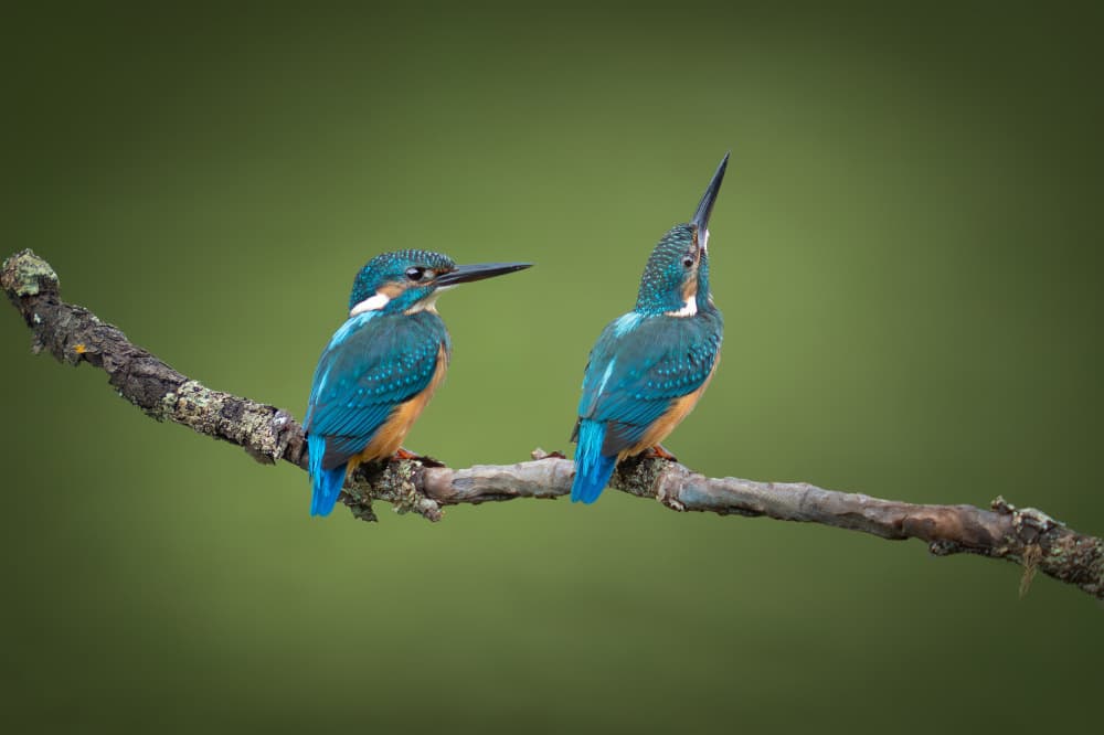 Kingfisher Pair on Branch by tianhuayu — canvas wall art