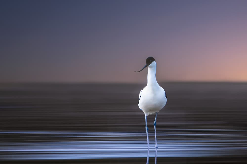 Avocet In Serene Water by Erik Engström — canvas wall art