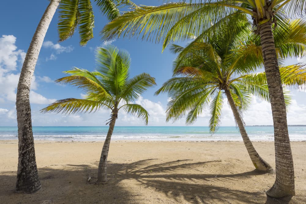 Palmy Beach II by Stefan Hefele — canvas wall art