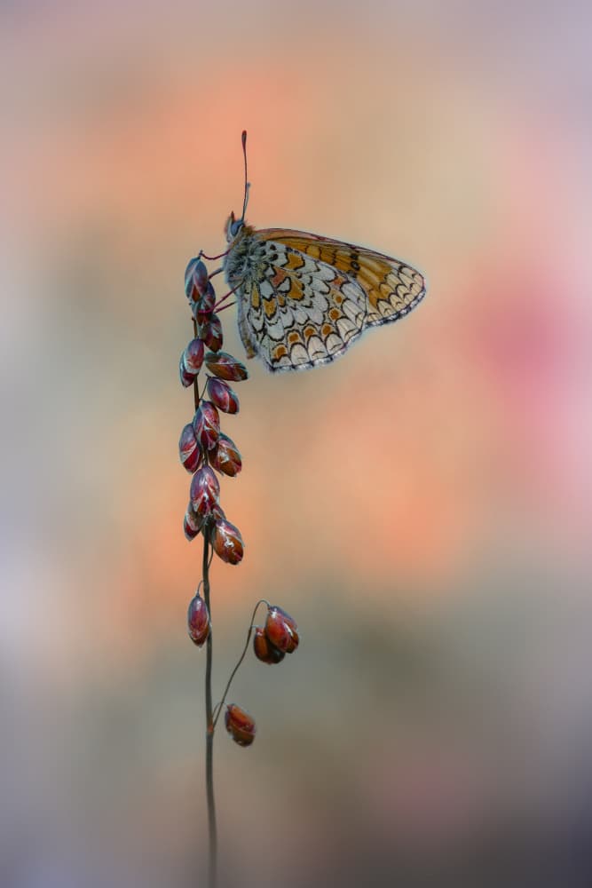 Serene Butterfly Rest by Fabrizio Daminelli — canvas wall art