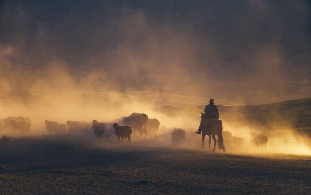 Golden Hour Herding by May G — canvas wall art