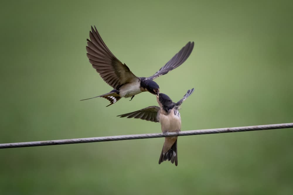 Swallows Feeding by Sheila Xu — canvas wall art