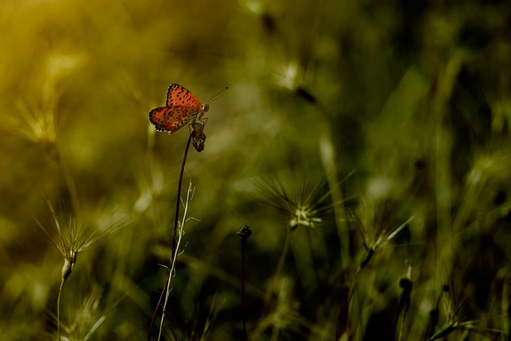 Orange Butterfly Glow by Antonio Grambone — canvas wall art