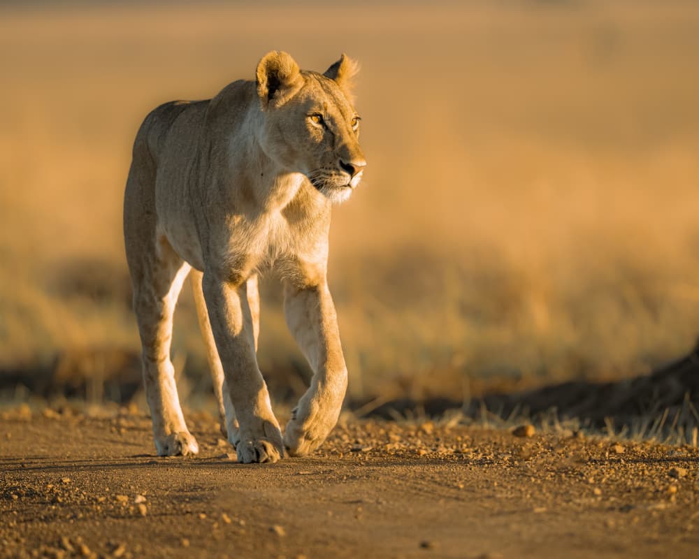 Golden Hour Lioness by Ahmed Sobhi — canvas wall art