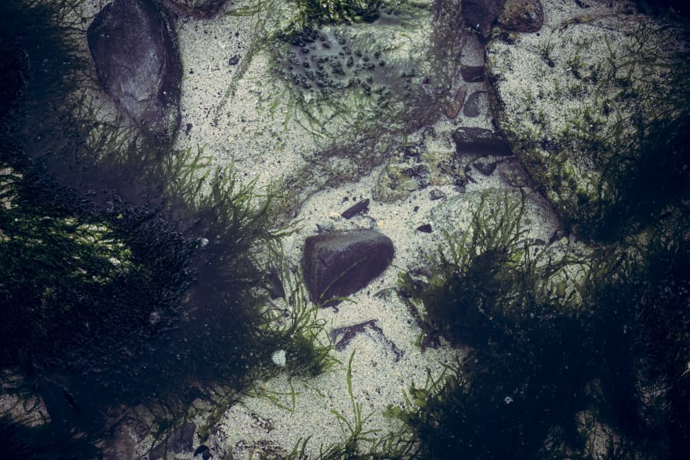 Green Seaweed Shallows by Aimee Giles — canvas wall art