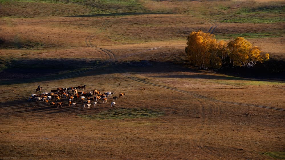 Cattle in Golden Fields by Johnny Zhang — canvas wall art