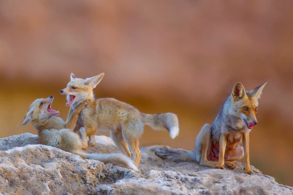 Playful Desert Fox Pups by David Manusevich — canvas wall art