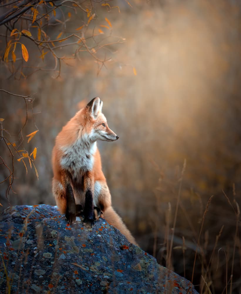Serene Autumn Fox by Catherine Wang — canvas wall art