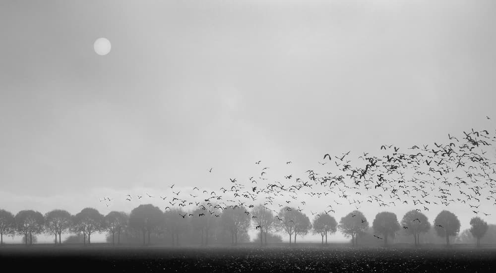 Birds Over Foggy Trees by Huib Limberg — canvas wall art
