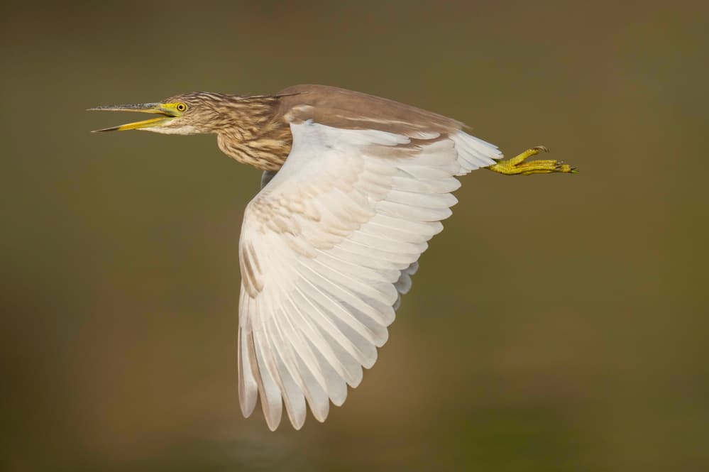 Heron In Flight by Rajat Dhesi — canvas wall art