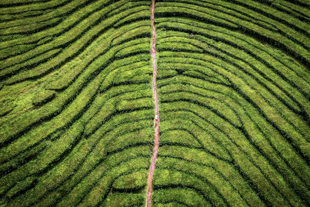 Green Tea Plantation Path by Ariel Ling — canvas wall art