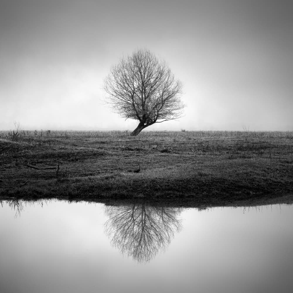 Misty Tree Reflection by George Digalakis — canvas wall art