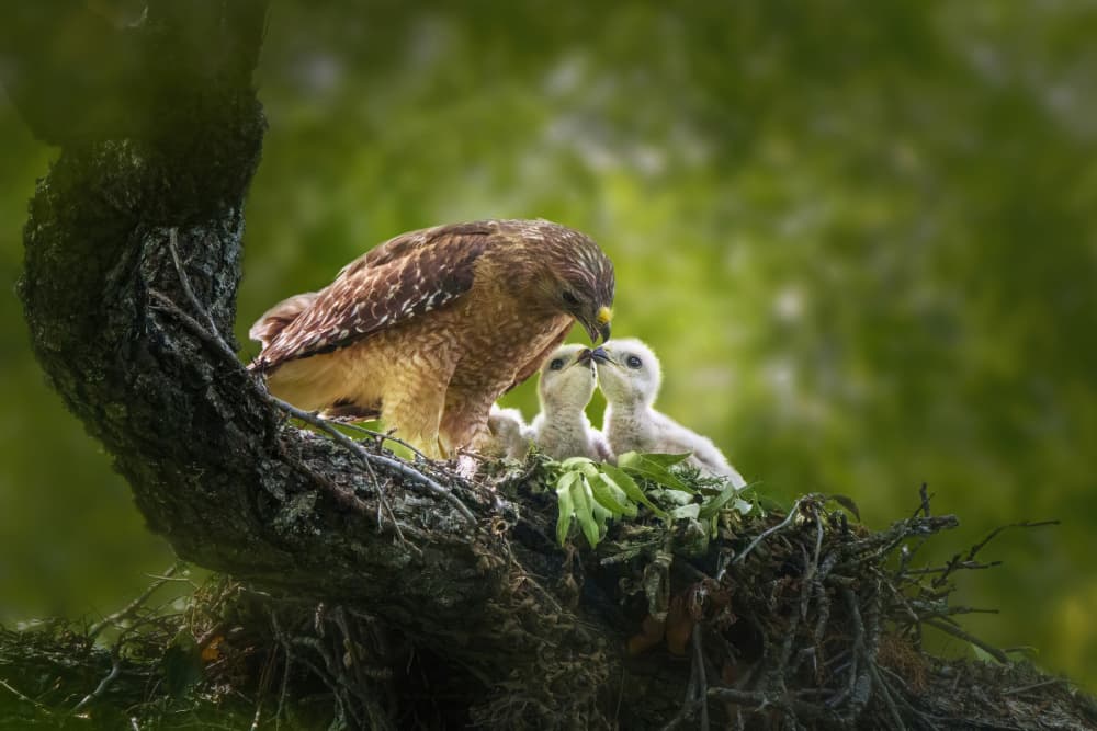 Mother Hawk Feeding Young by Qing Zhao — canvas wall art