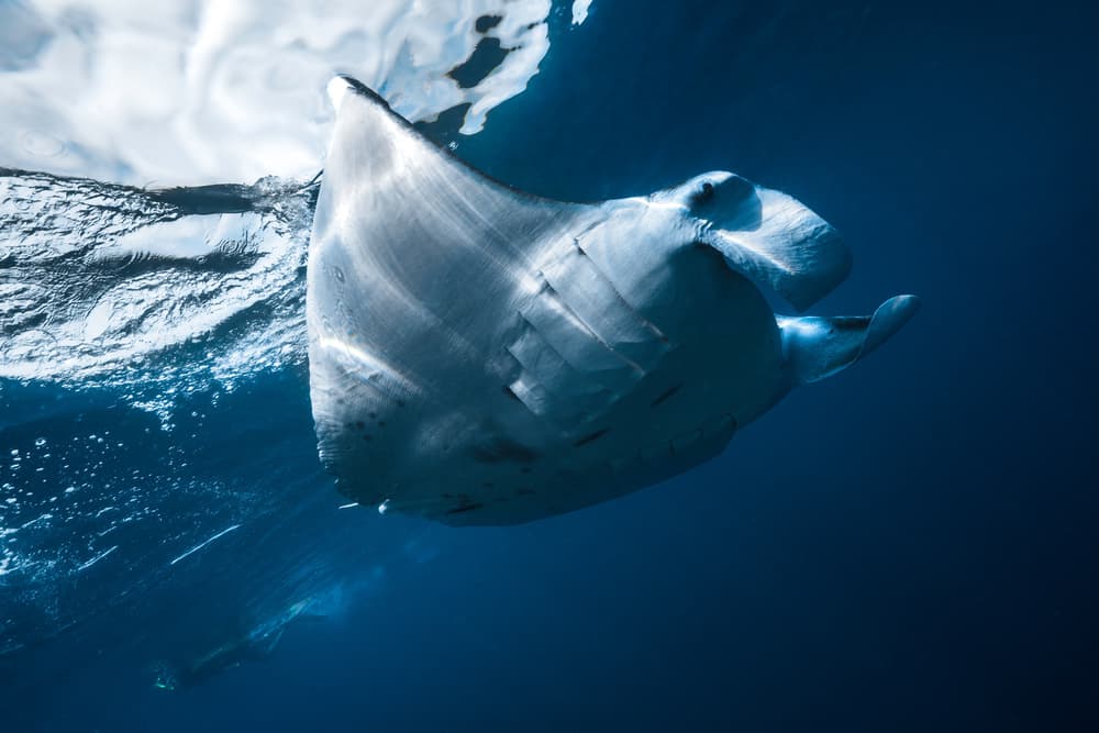 Manta Ray Underwater by Barathieu Gabriel — canvas wall art