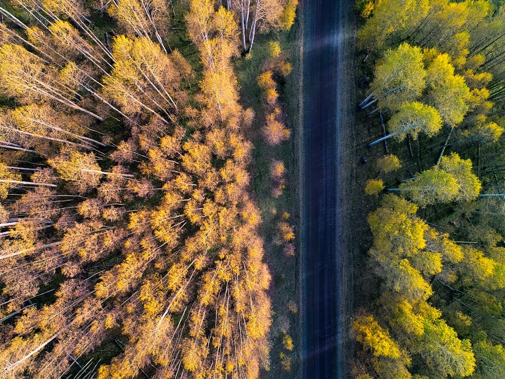 Autumn Forest Road by Mei Xu — canvas wall art