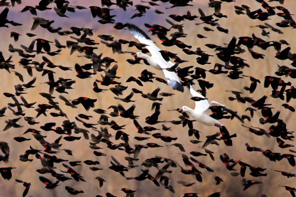 Dynamic Flock Flight by John Fan — canvas wall art
