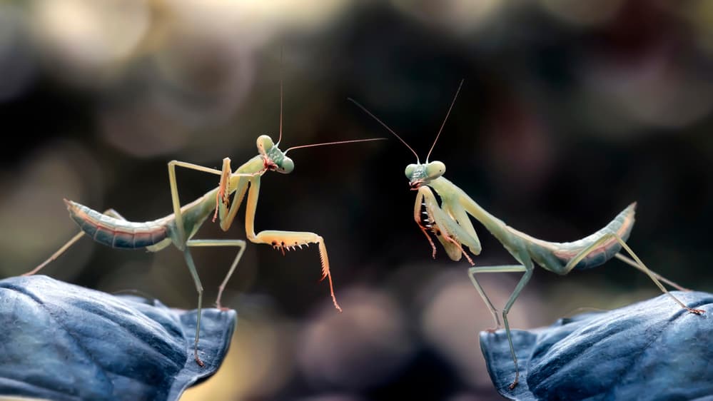 Praying Mantis Encounter by Fauzan Maududdin — canvas wall art