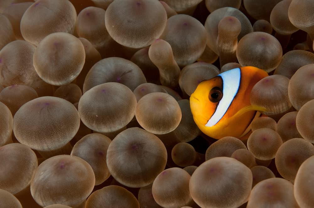 Vibrant Clownfish Anemone by Ilan Ben Tov — canvas wall art