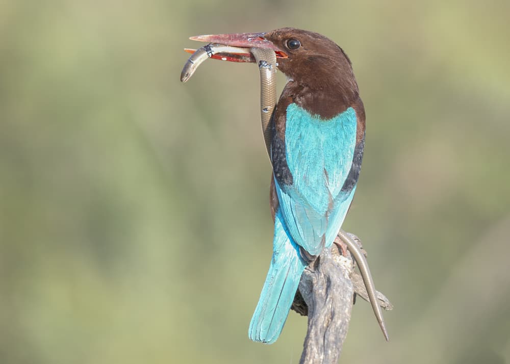 Vibrant Kingfisher Hunt by Eyal Amer — canvas wall art