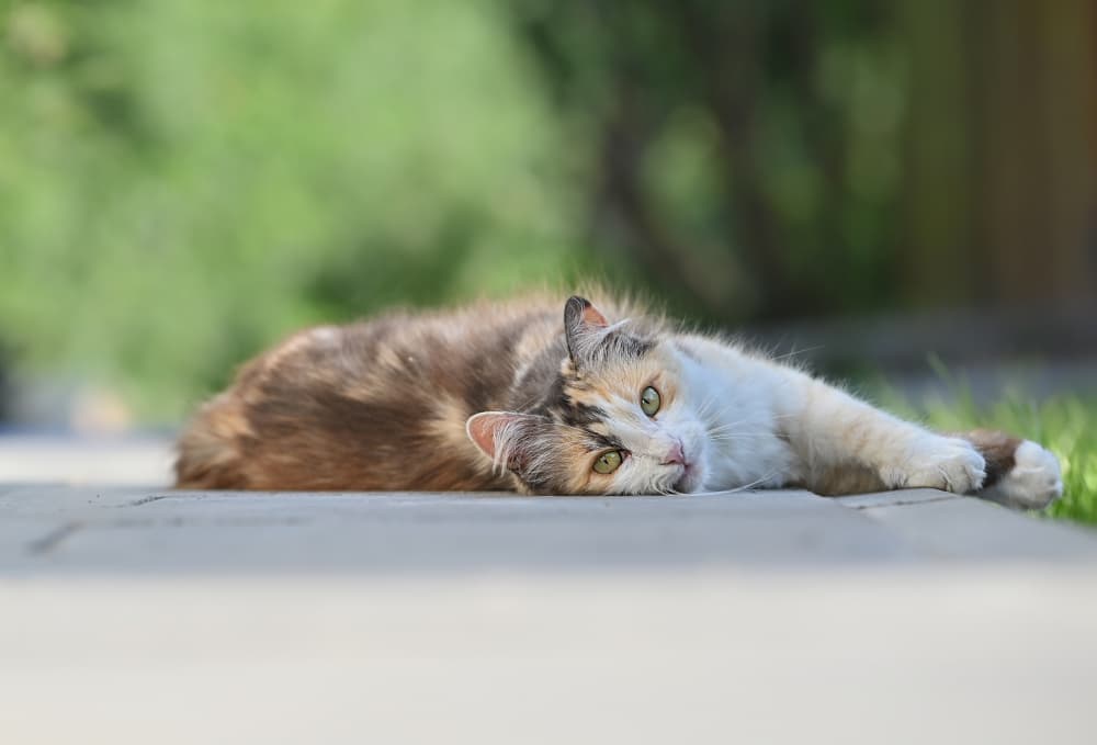 Sweet Calico Gaze by Oana Vasileniuc — canvas wall art