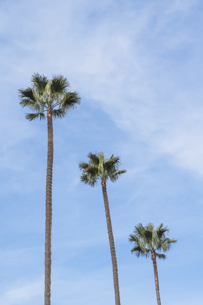 Three Tropical Palms by Photolovers — canvas wall art