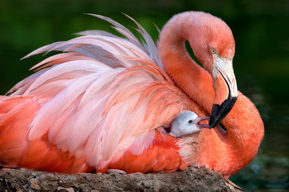 Flamingo Mother and Baby by Xavier Ortega — canvas wall art