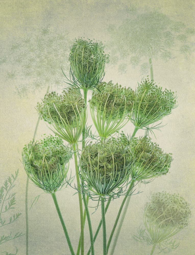 Soft Green Botanicals by Ytje Veenstra — canvas wall art