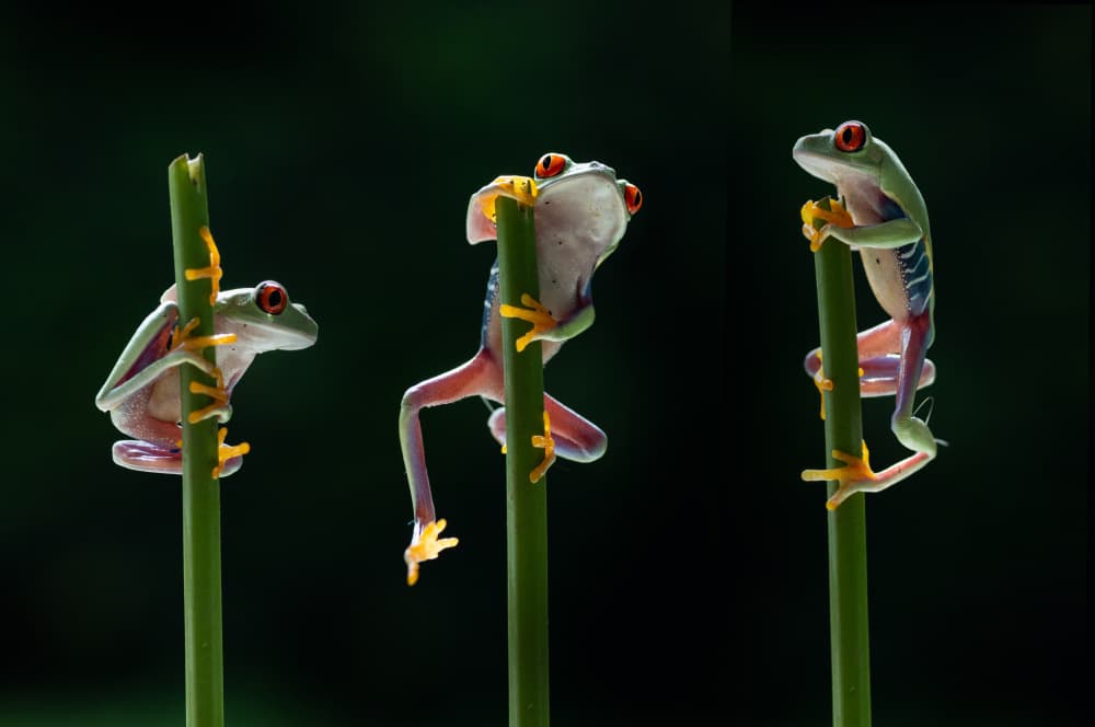 Three frogs in action by Rawisyah Aditya — canvas wall art