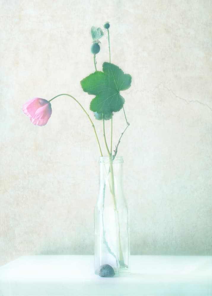 Delicate Poppy Still Life by Delphine Devos — canvas wall art