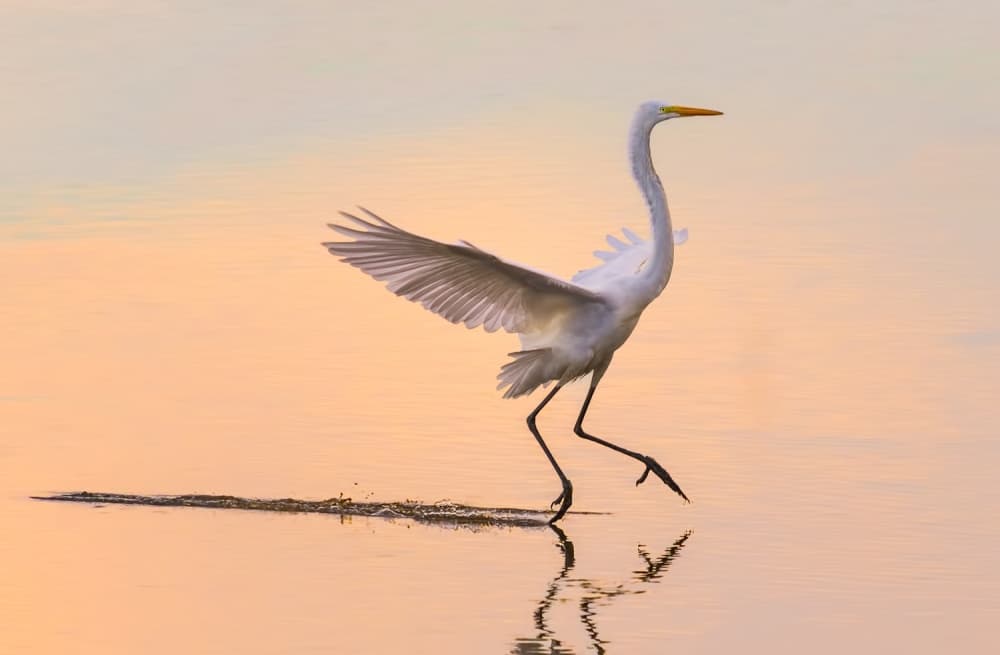 Golden Hour Egret Walk by Xiaobing Tian — canvas wall art