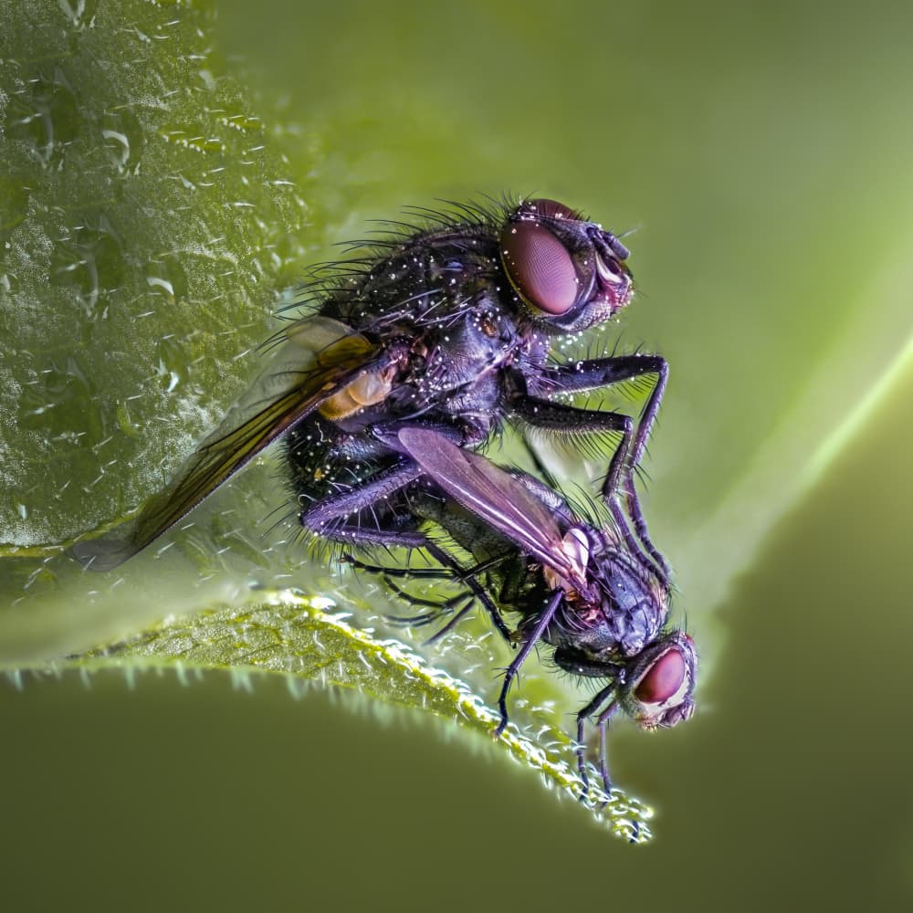 Mating Flies on Leaf by Atul Saluja — canvas wall art