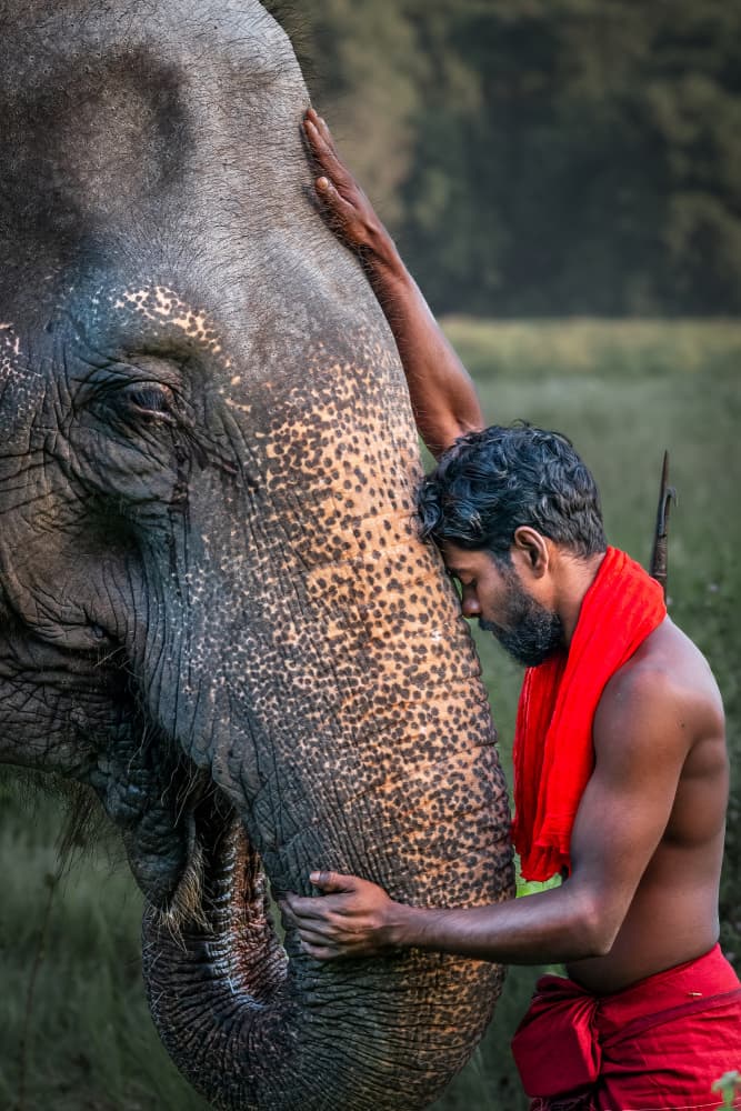 Gentle Elephant Bond by Ali Khataw — canvas wall art
