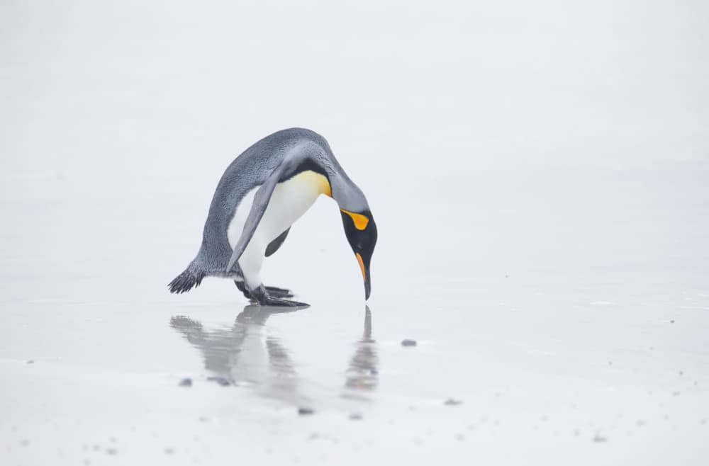 King Penguin Beach Reflection by Cheng Chang — canvas wall art